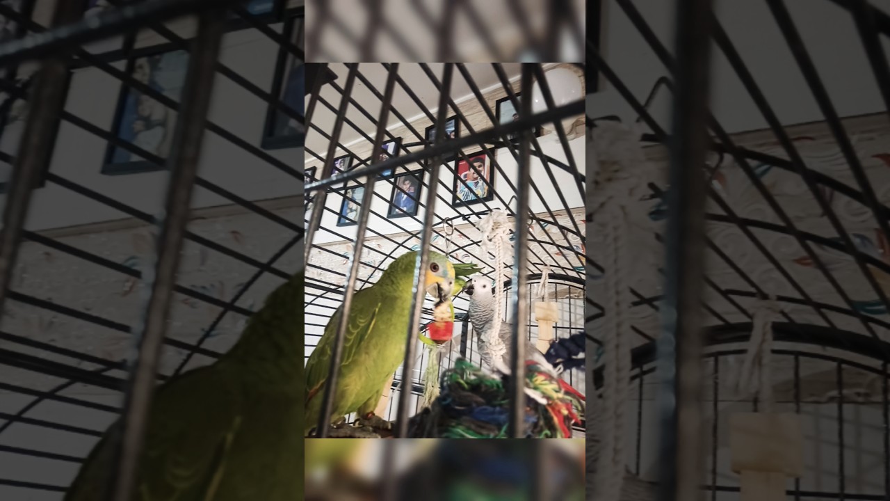 #africagrey #amazon #talkingparot #parrot #birds #cutebird #cute##funny #fyp#cat #comedy #funny#fyp