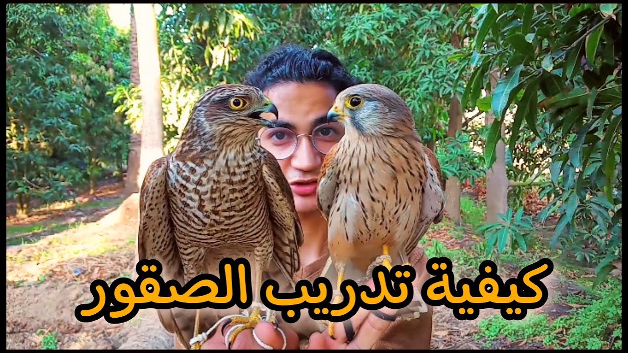 كيفية تدريب الباشق _ (الفرق بين صقر الشرياص و الباشق).