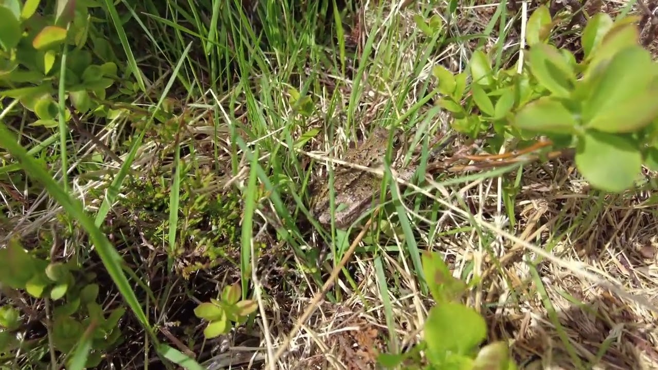 2022 06 05 Tarvaldseggja