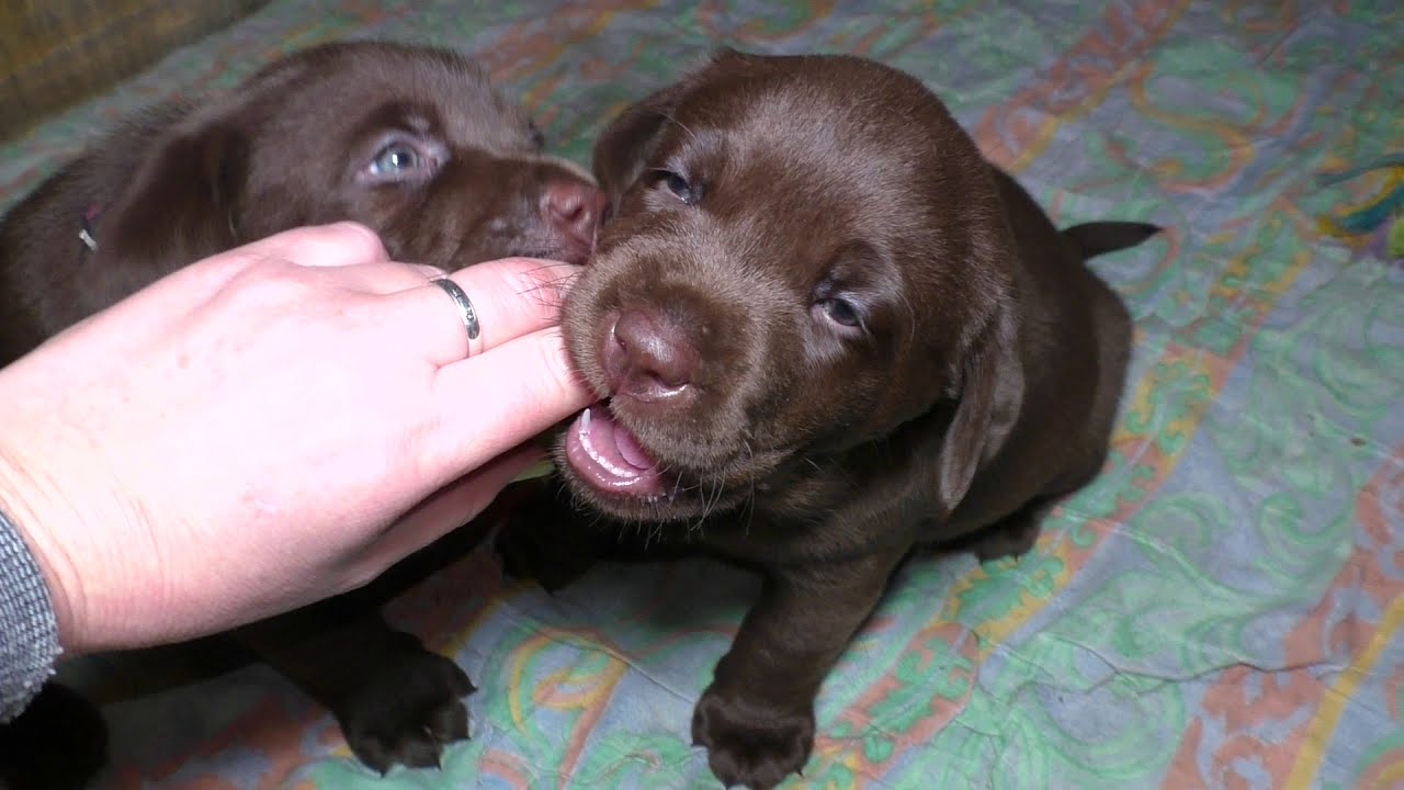 МОРЕ ШОКОЛАДА! ЩЕНКИ Шоколадного Лабрадора! Chocolate labrador puppies for sale
