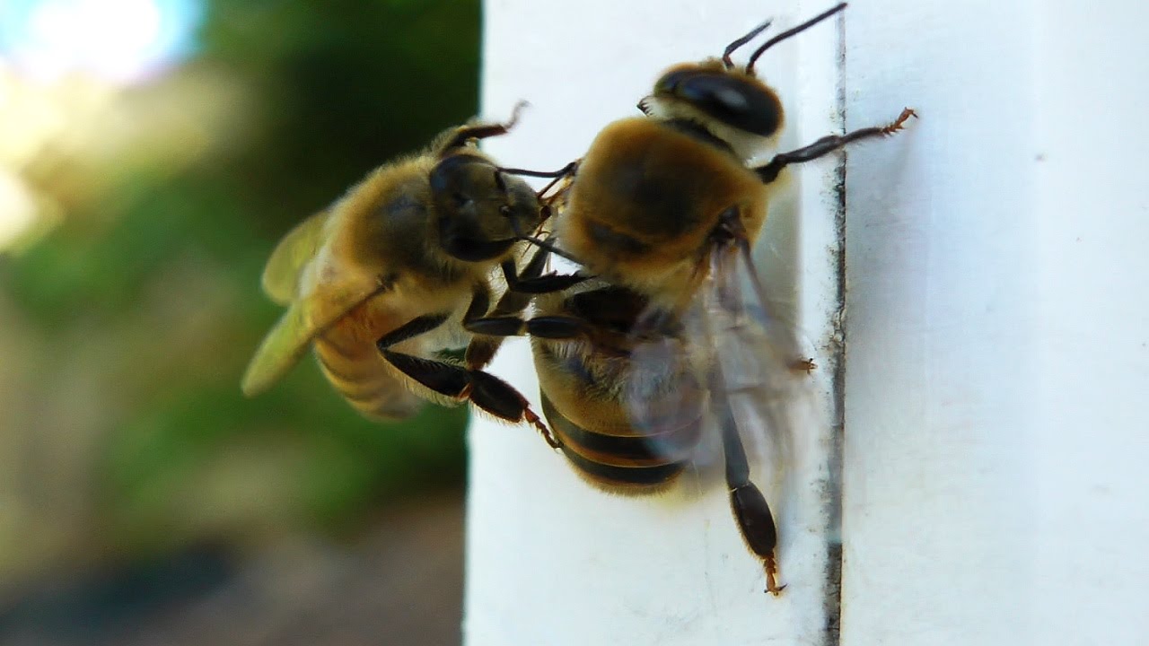 👉🏻 DRONE eviction - Bee chewing drone wings OFF!