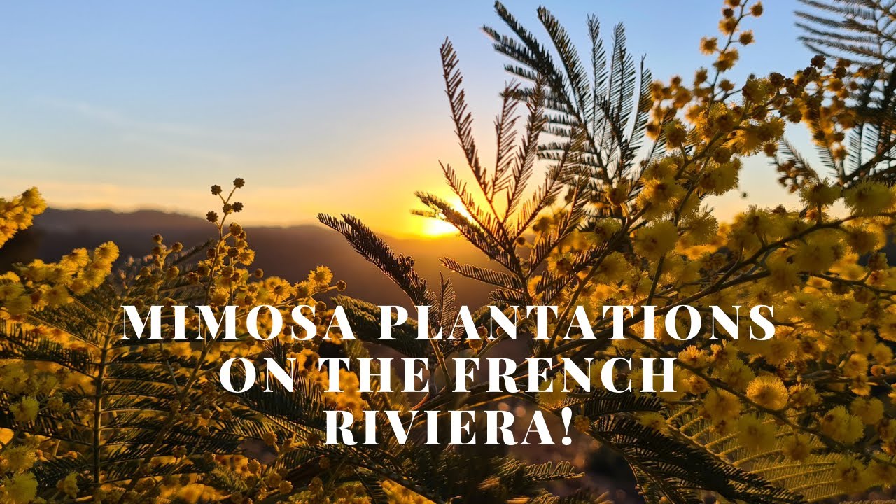 Mimosa plantation! French Riviera. January 2021  🇫🇷 4K UltraHD