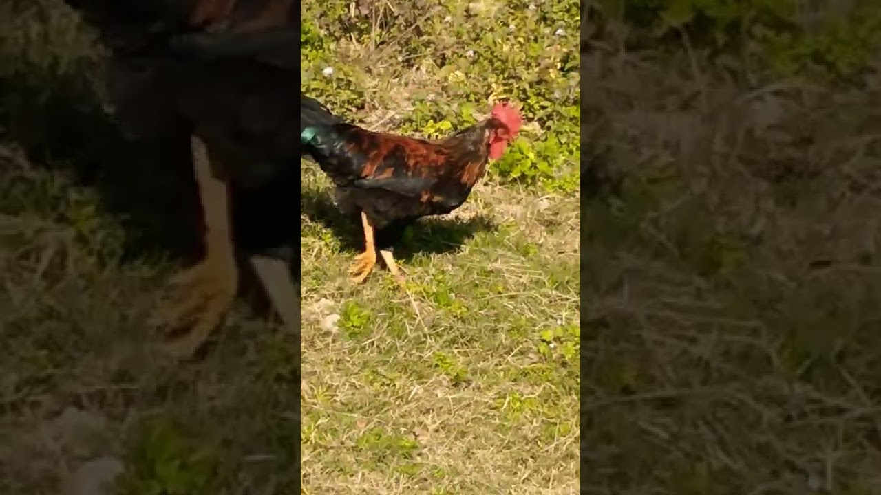 murga pak pak pakaak 😊😊