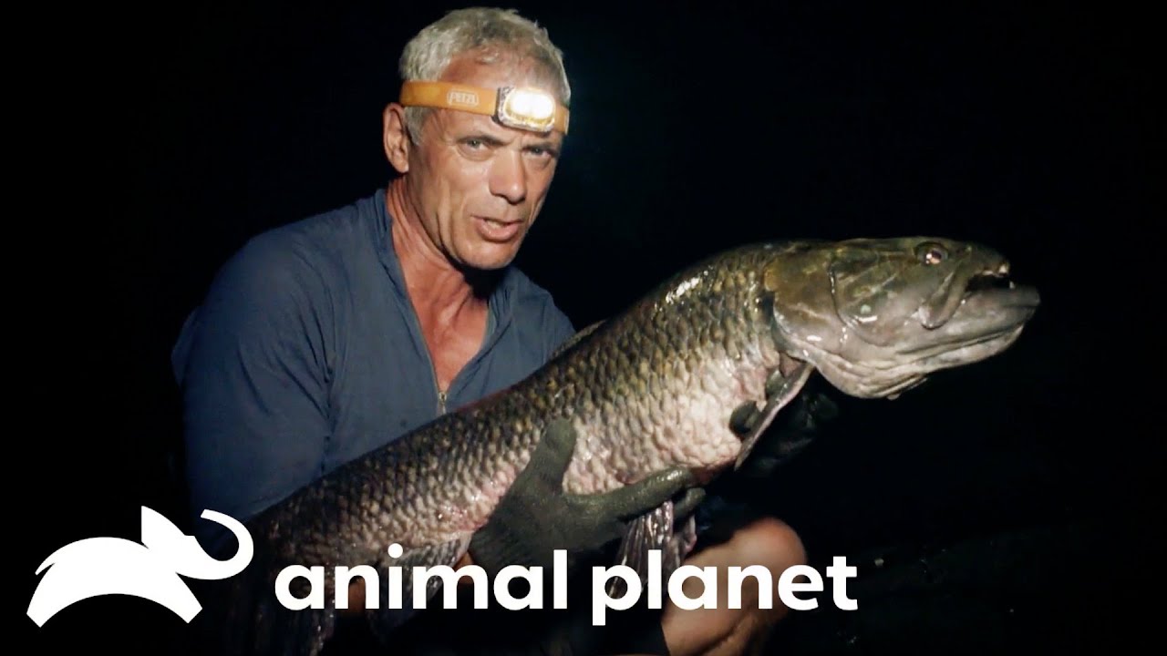 The Deadliest Predators from Season 4 | River Monsters | Animal Planet