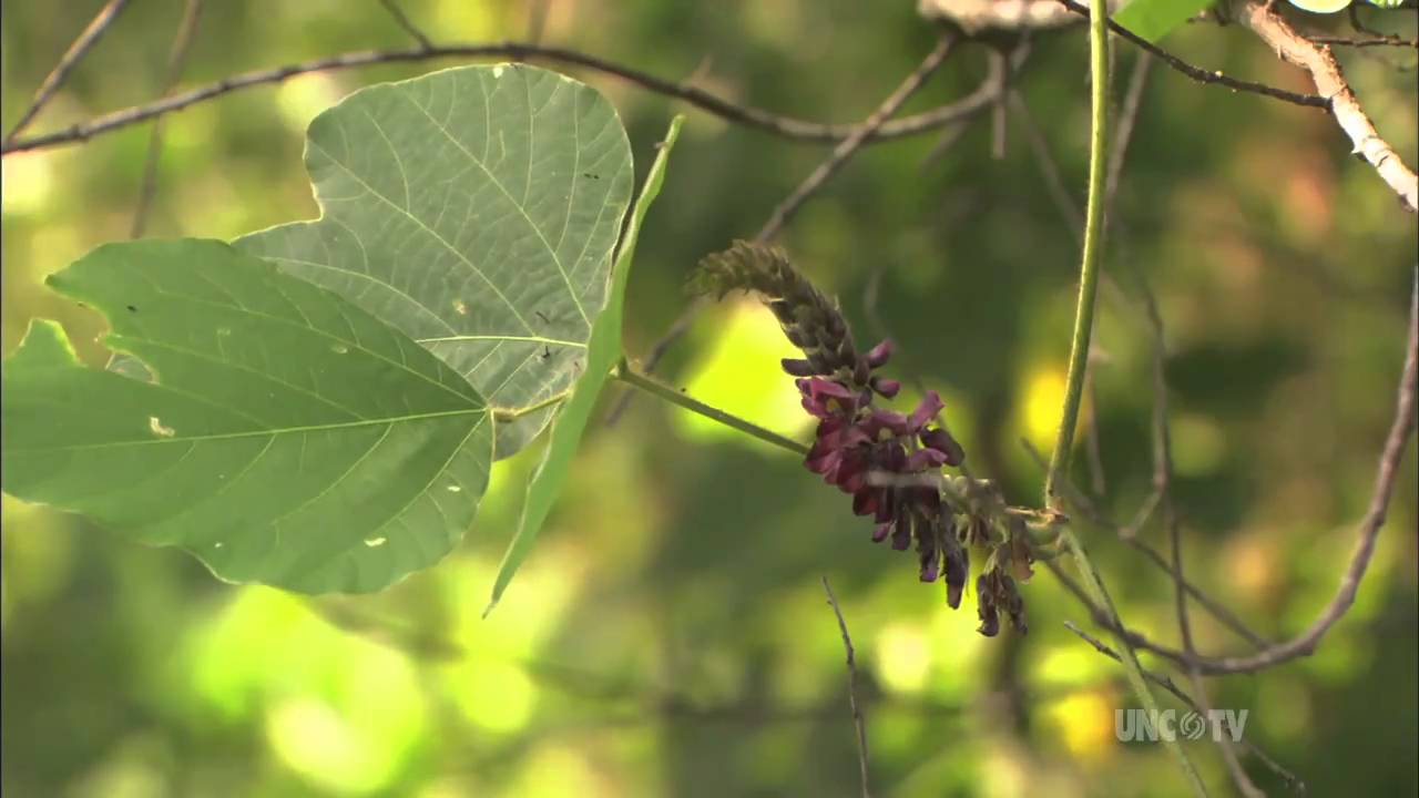 Kudzu