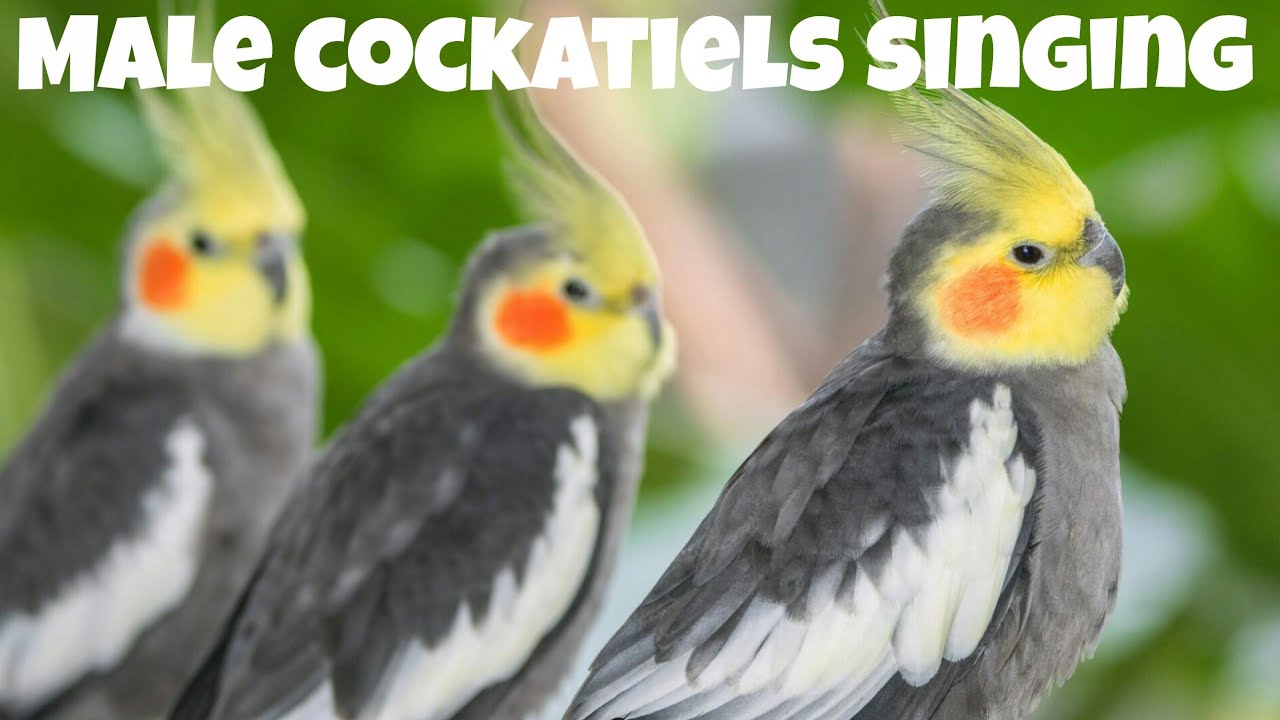 🦜🎶MALE COCKATIELS SINGING - Great for encouraging baby cockatiels to sing