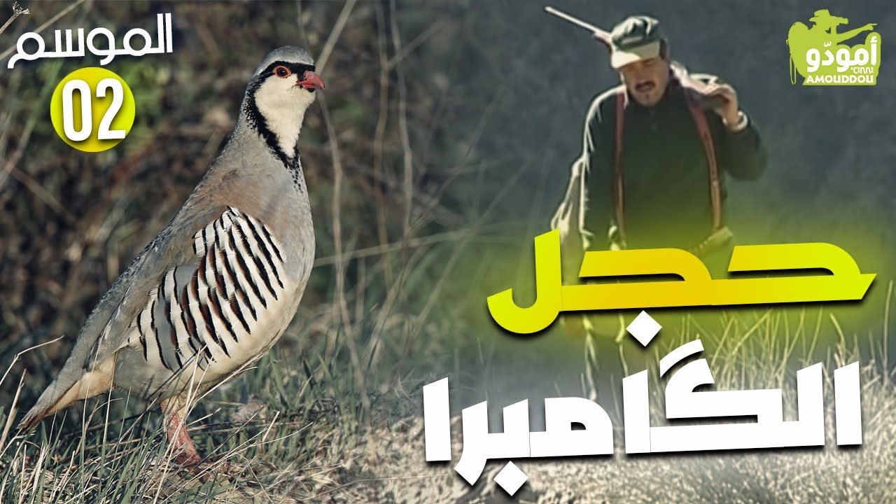 Amouddou 13 | The barbary partridge حجل الگامبرا