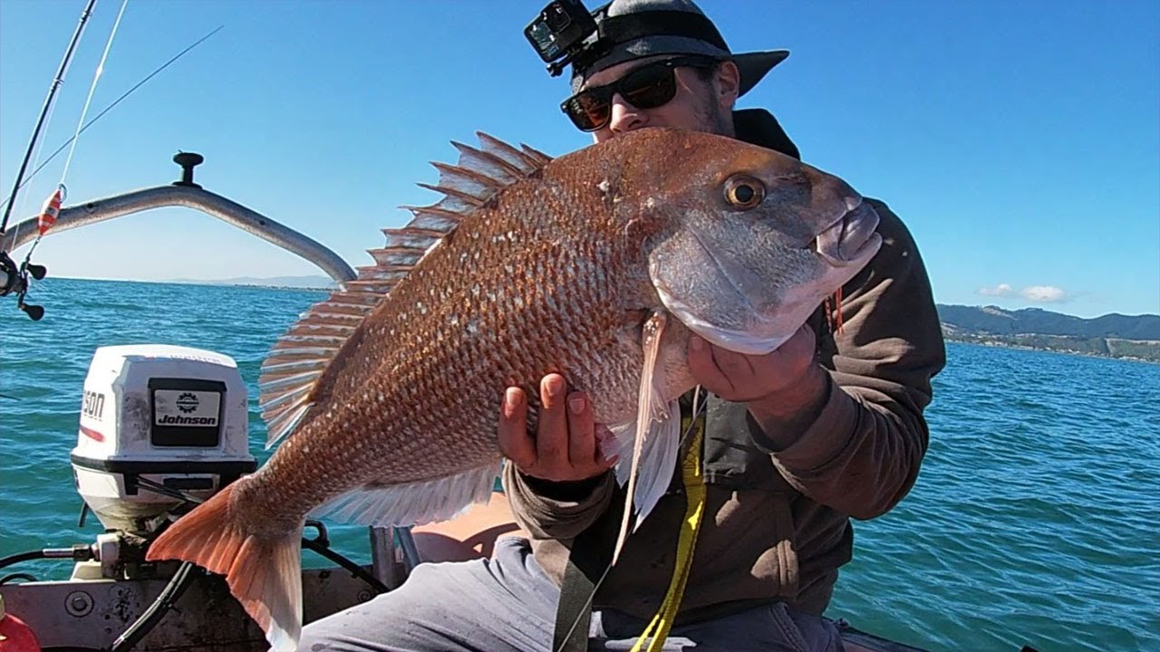 Kapiti Coast Boat Fishing Adventures. Workups & Snappers