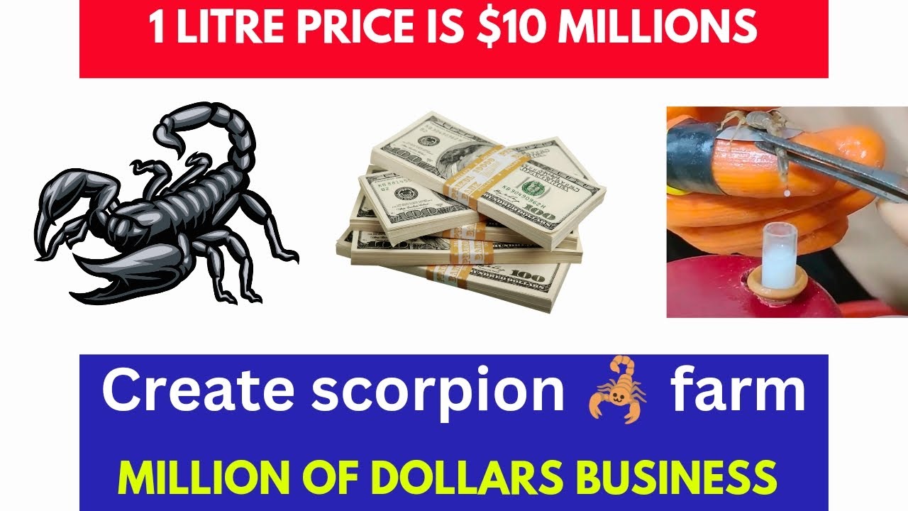 1 litre price $10 Millions | The Venomous World of Scorpion Farming & Venom Collection