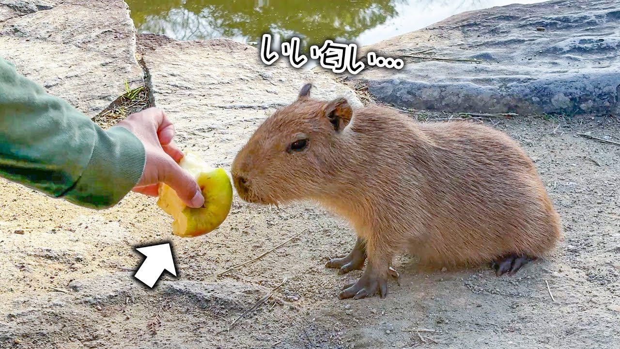 赤ちゃんカピバラ、初めてのりんごのお味はいかに？🍎