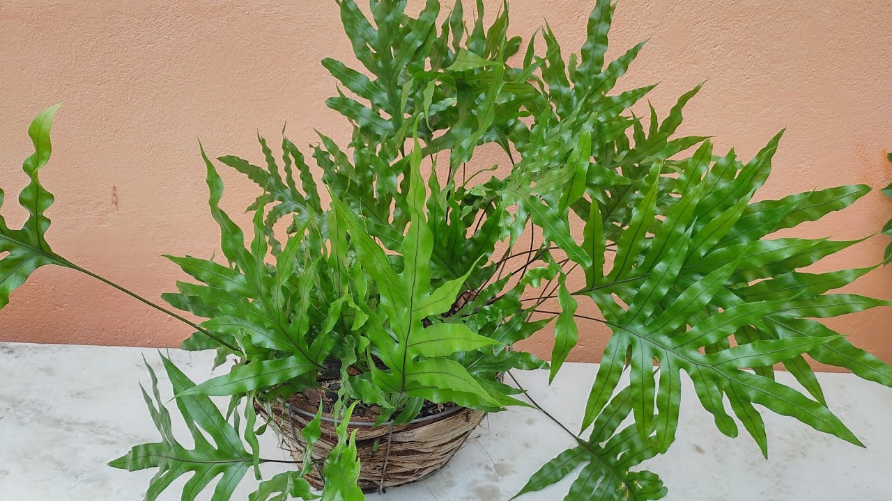 Samambaia Jamaica:  6 meses após o plantio + Dicas de cultivo