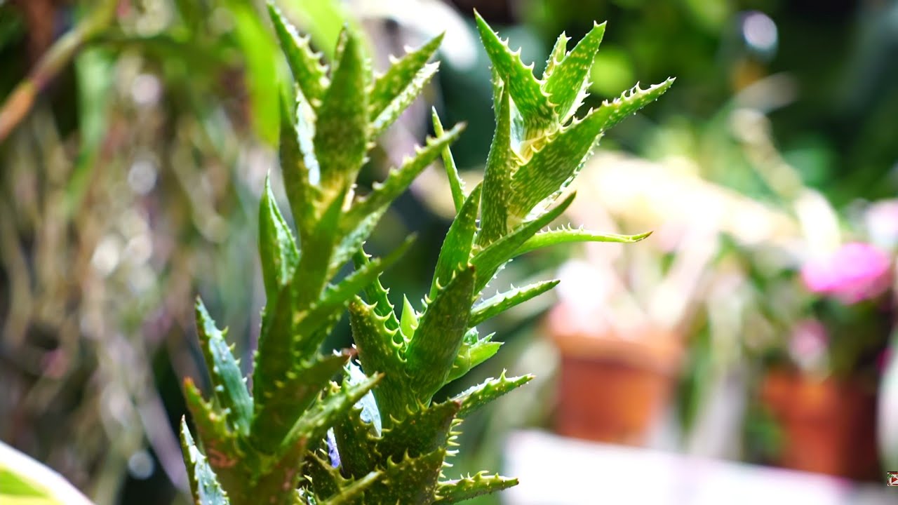 Zanzibar Aloe! Tiger Tooth Aloe