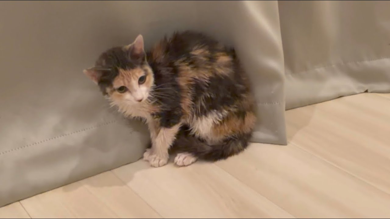 子猫をお風呂に入れたらガチキレされた