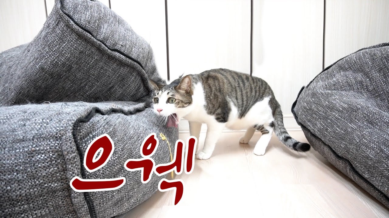 발정난 고양이 때문에 구토하는 고양이 ! 아파요 ! 더러움주의 !(비위 약하신 분은 미리 보지 마세요 ) |홍이편