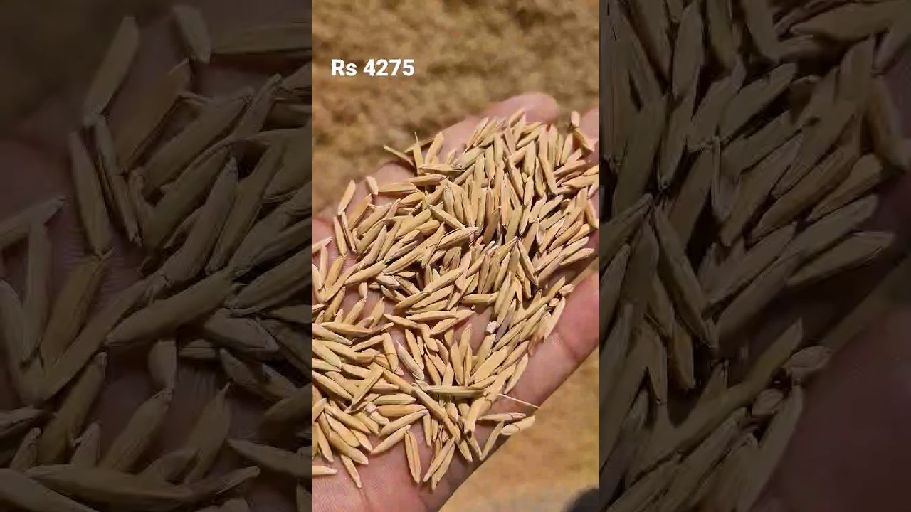 8/4/2024 variety PB1886 (Rs4275) #anajbhav #food #paddy #farmer #anajmandibhav #vlog #farmerfarmer
