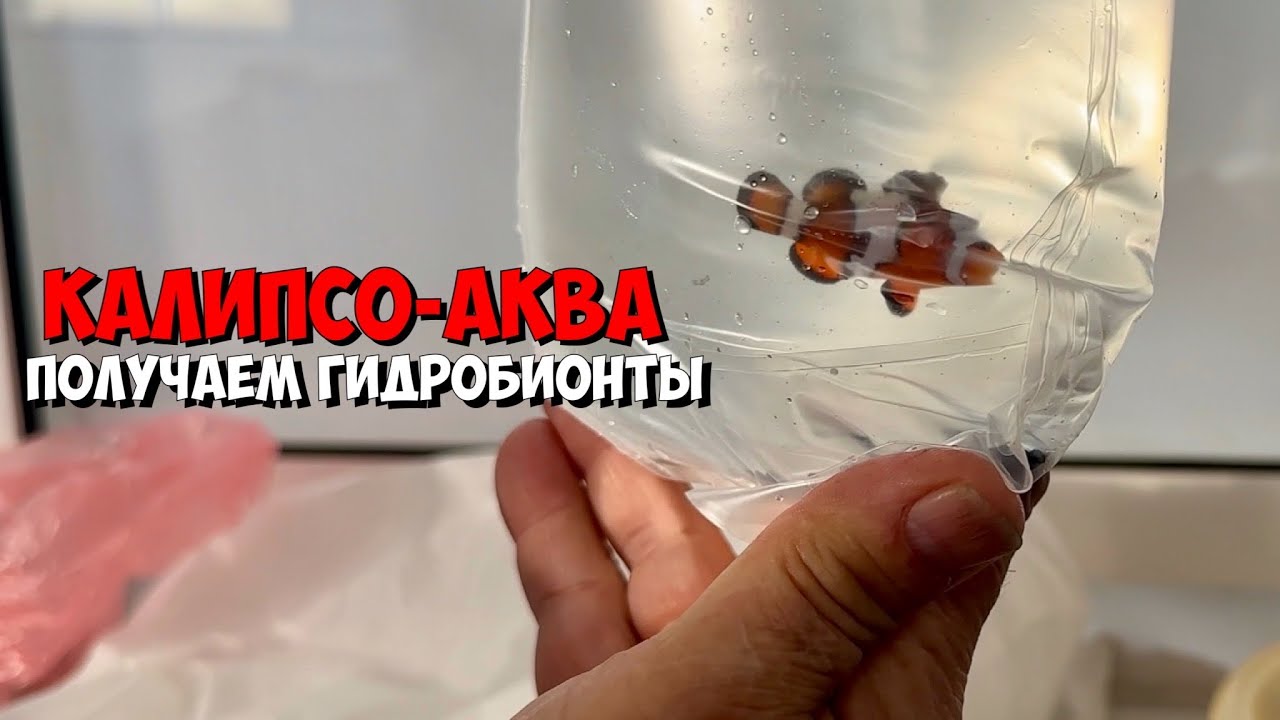Калипсо-Аква | Распаковка | Морская аквариумистика