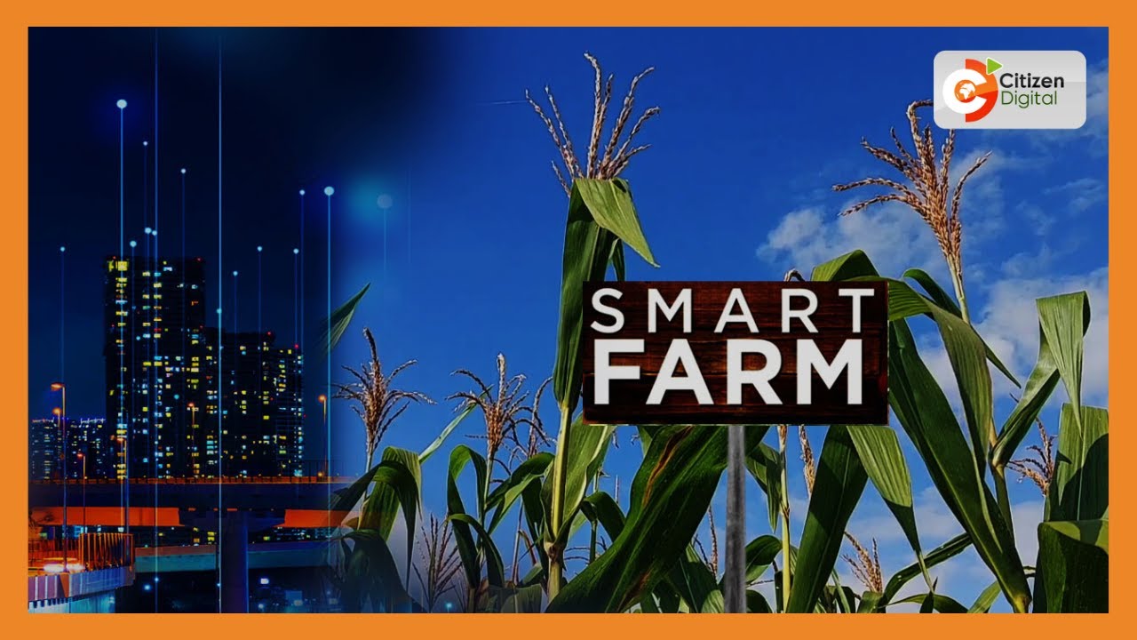 | SMART FARM | Hybrid maize seeds production