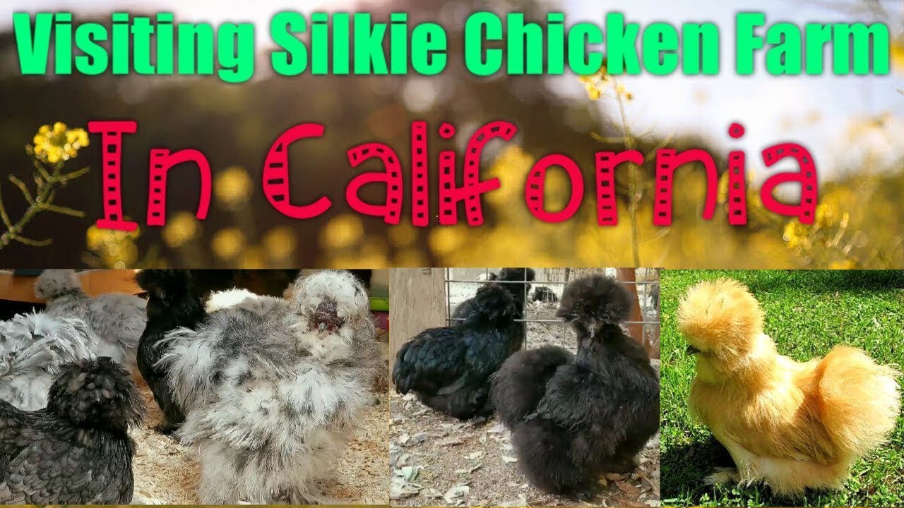Visiting Silkie Chicken Farm In California 🐔🐤🐣🐥