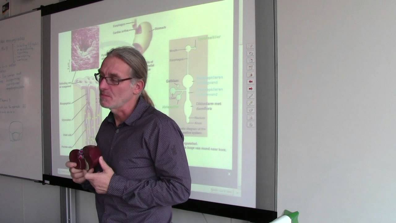 Spijsvertering (5 havo)