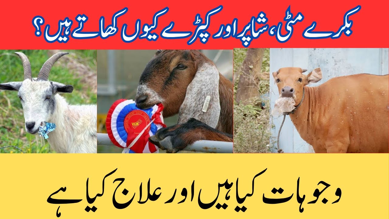 بکرے مٹی، شاپر اور کپڑے کیوں کھاتے ہیں، وجہ کیا ہے اور علاج کیا ہے؟