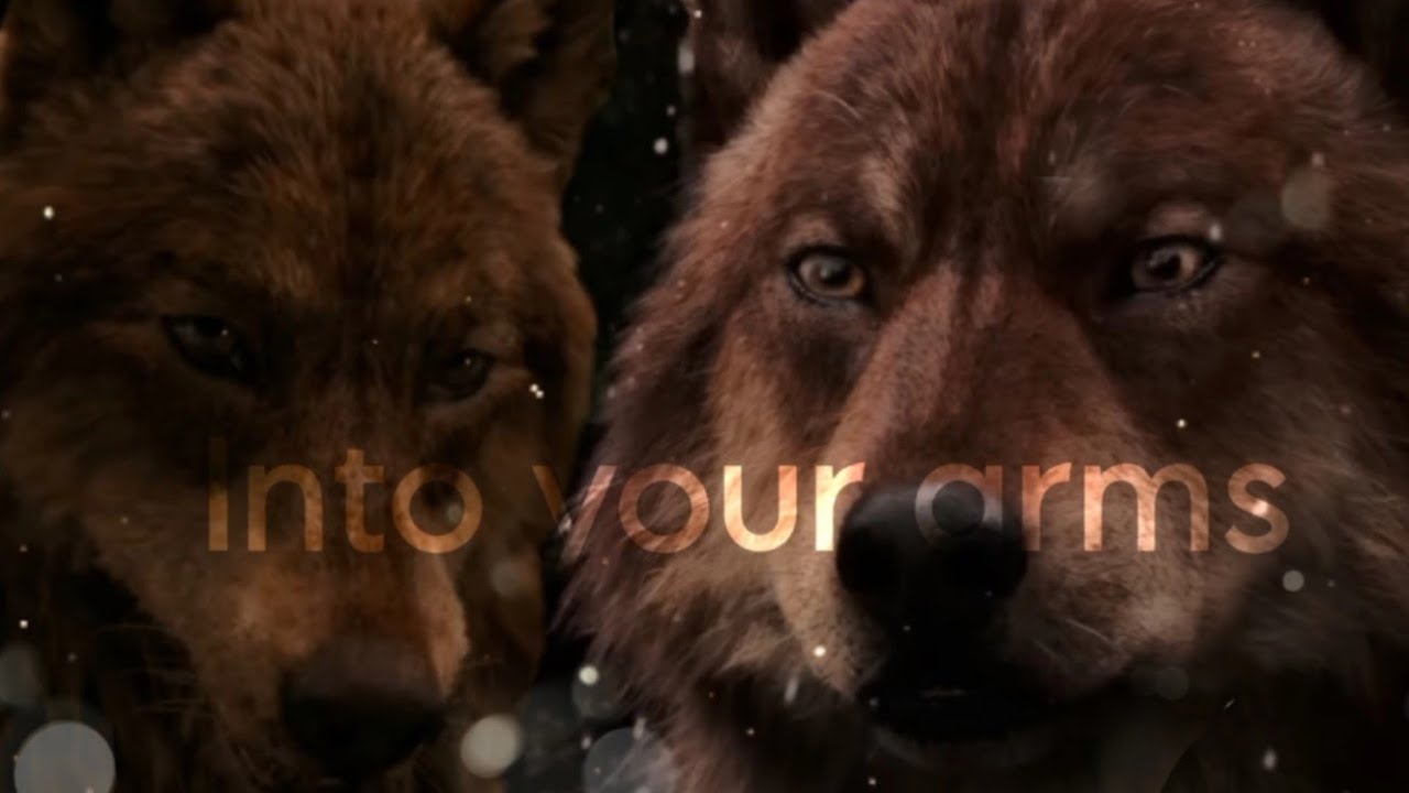 Jacob (Twilight/in wolf) //into your arms//