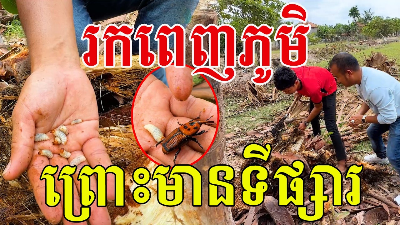 រកមេពេញភូមិ​ ព្រោះមានទីផ្សារ​ ចិញ្ចឹមដូចមាន់ទា