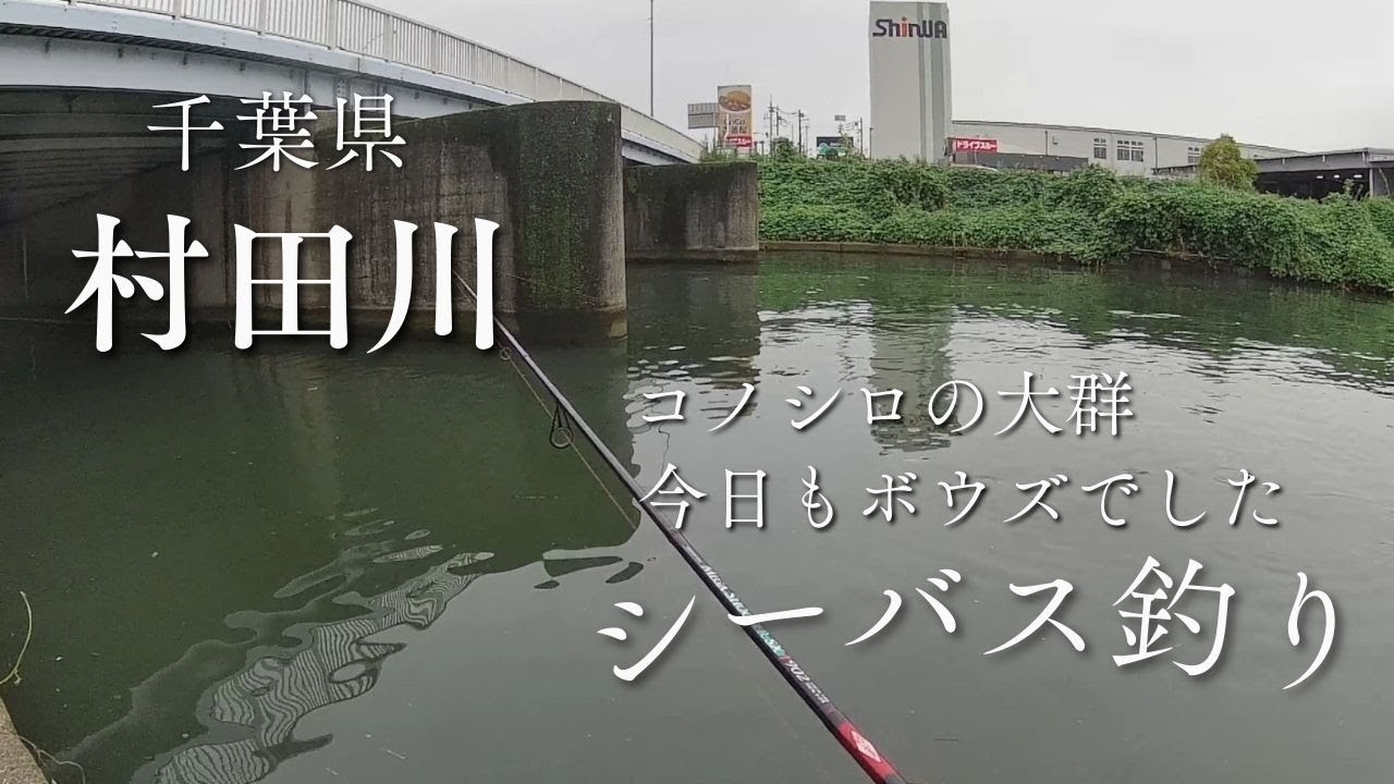 釣り坊主日記－２９ 千葉県　村田川　シーバスチャレンジ３　小魚もり沢山　編