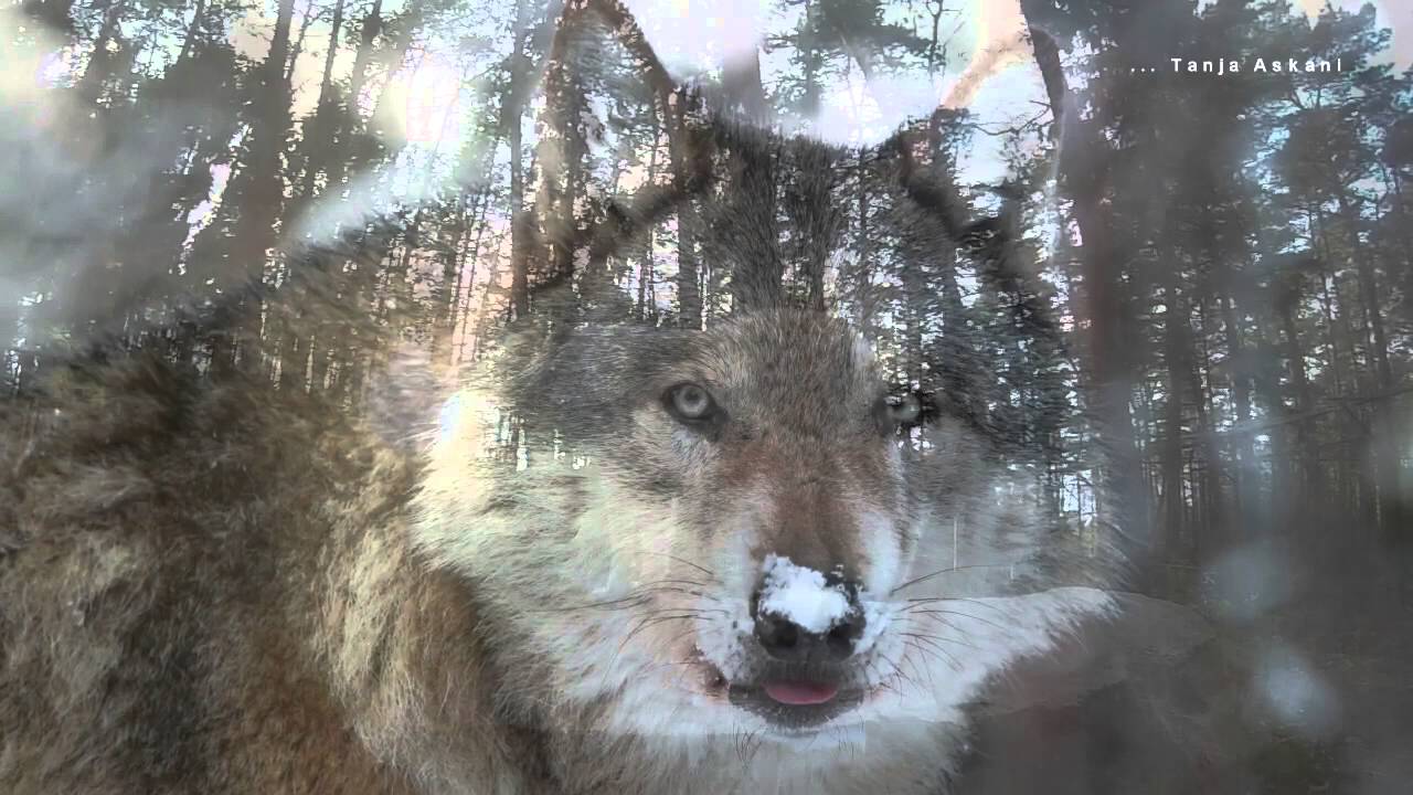 WOLF-SONG