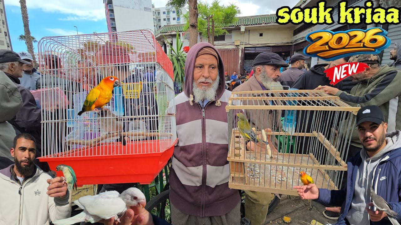 سوق القريعة🔥أجيو نتولعو ونتعرفو على أتمنة مختلف أنواع الطيور دجاج الزينة فرجة ممتعة #سوق_القريعة 