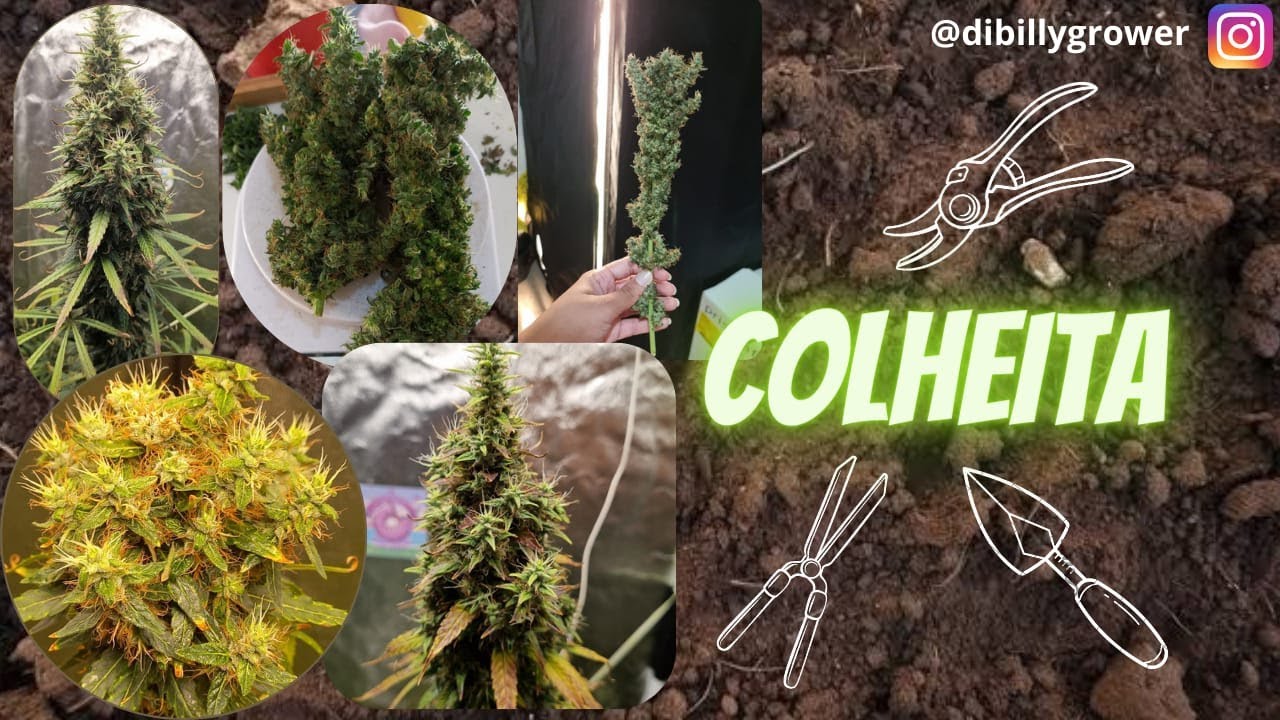 colheita, trima e secagem, AK47 e mokum&acute;s tulip.