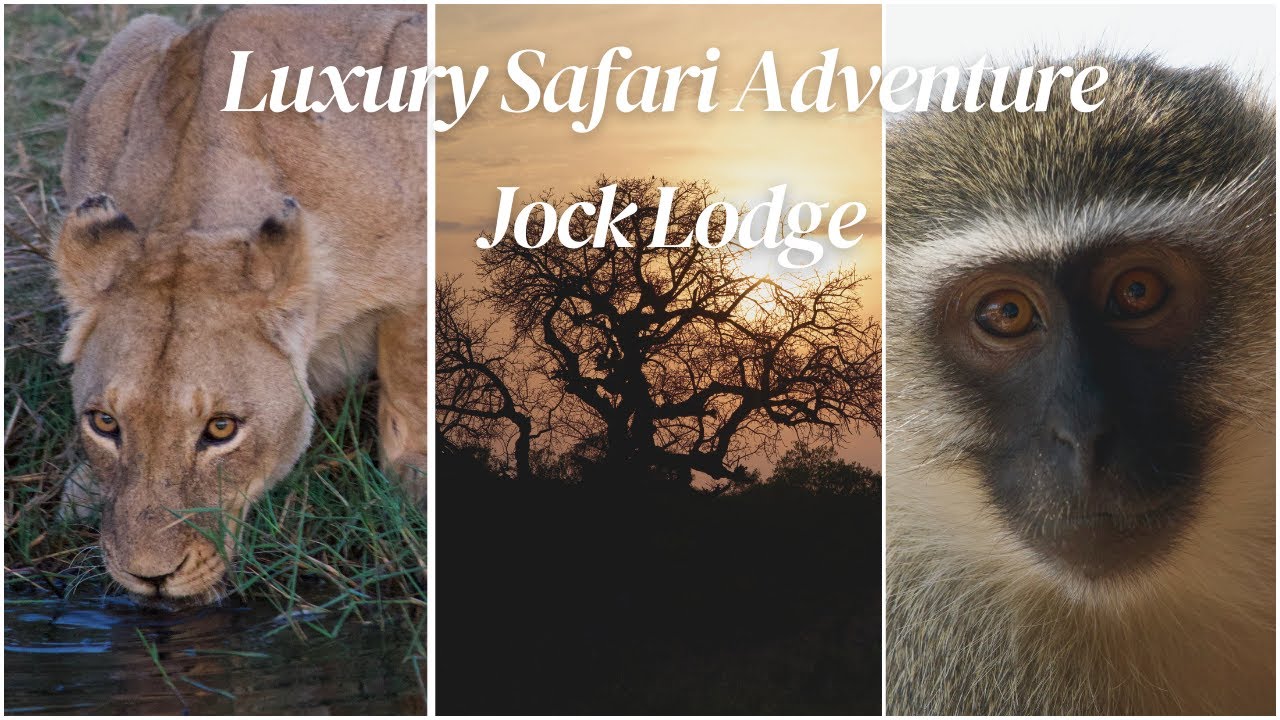 Обзор Jock Safari Lodge: стоит ли частная концессия своих денег?