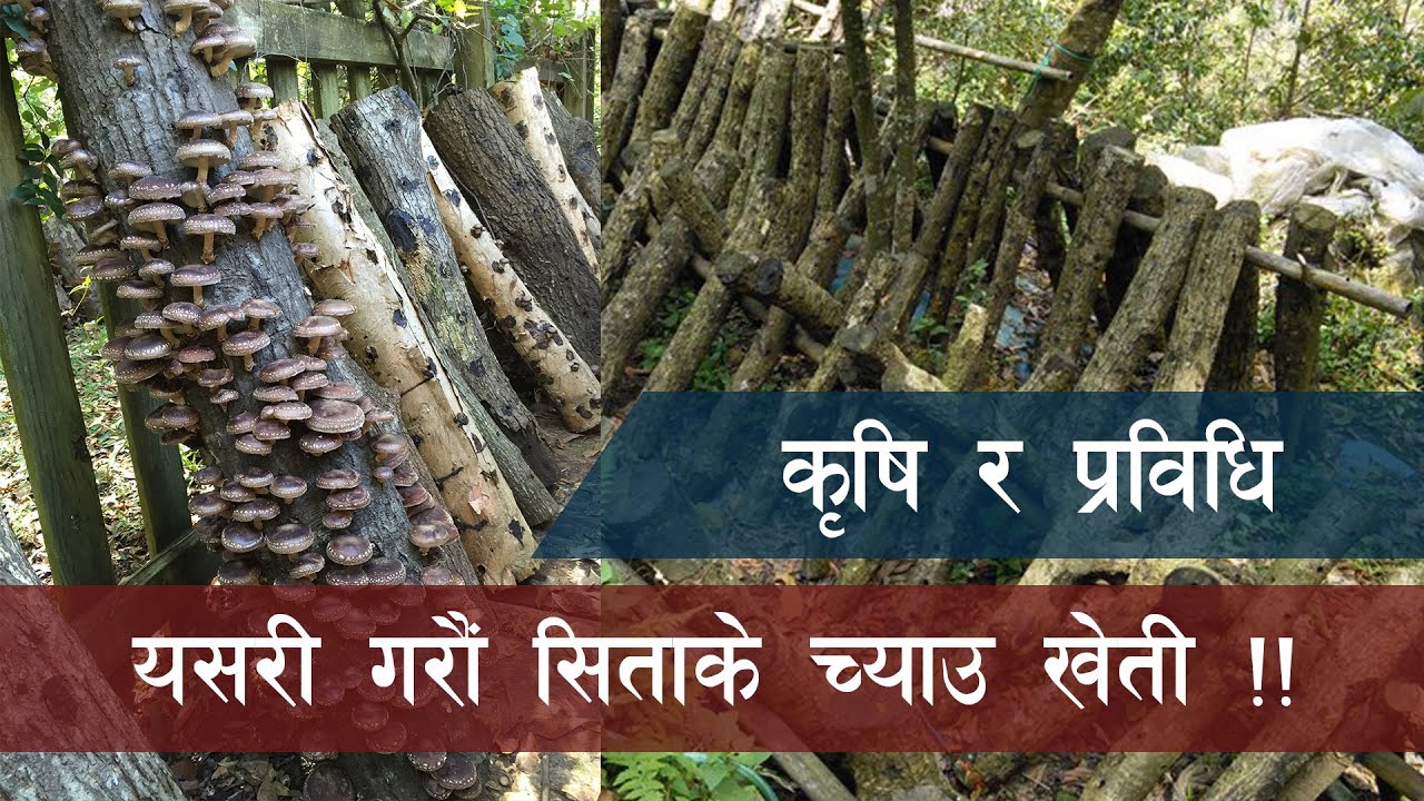 च्याउ खेती कसरी गर्ने? सिक्नुहोस् सिताके च्याउ खेती गर्ने प्रविधि || Krishi Pathsala Ep 14 Part - 3