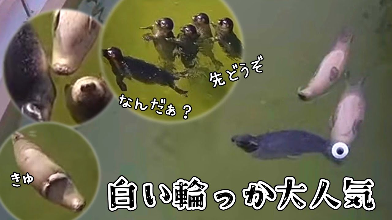 突如現るナゾの輪っかが大人気【アザラシ幼稚園】