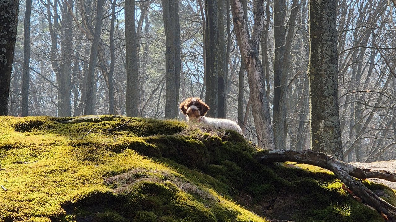 Lagotto Romagnolo Puppy Explores Baltic Sea Cliffs | Milka's Forest Adventure