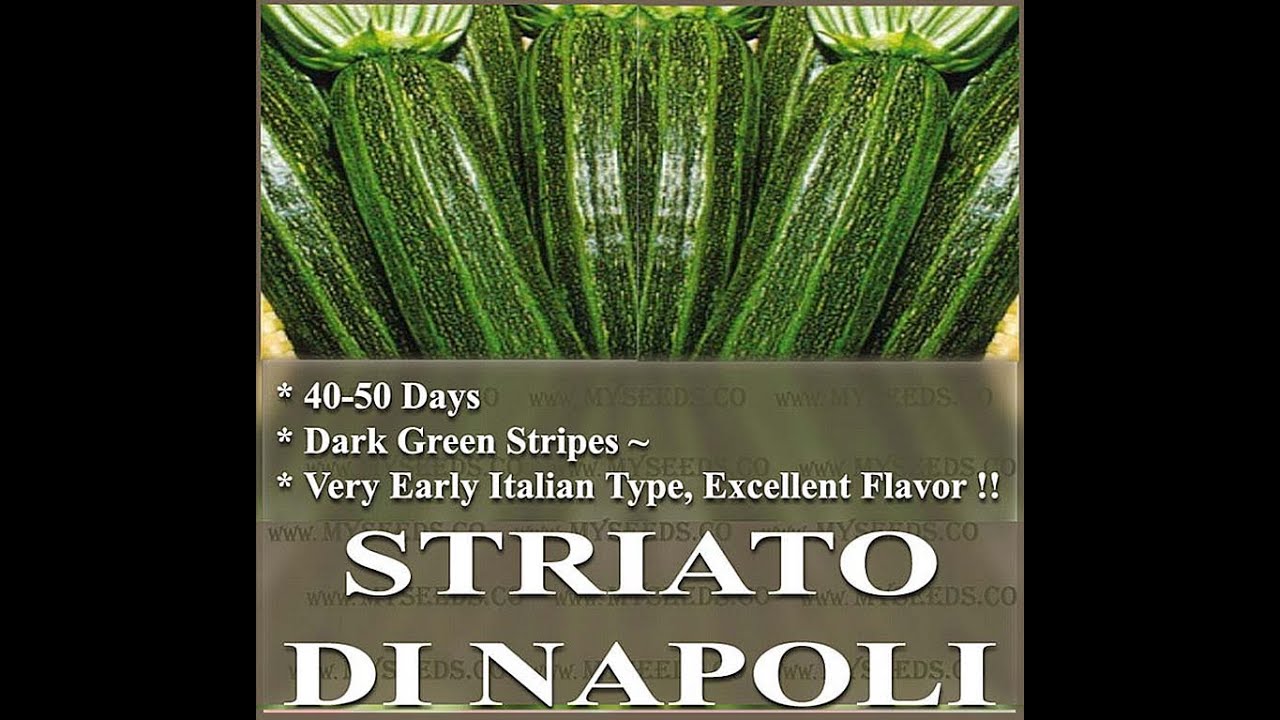 STRIATO DI NAPOLI ZUCCHINI - Squash COCOZELLE Seed,  SEEDS on  www.MySeeds.Co