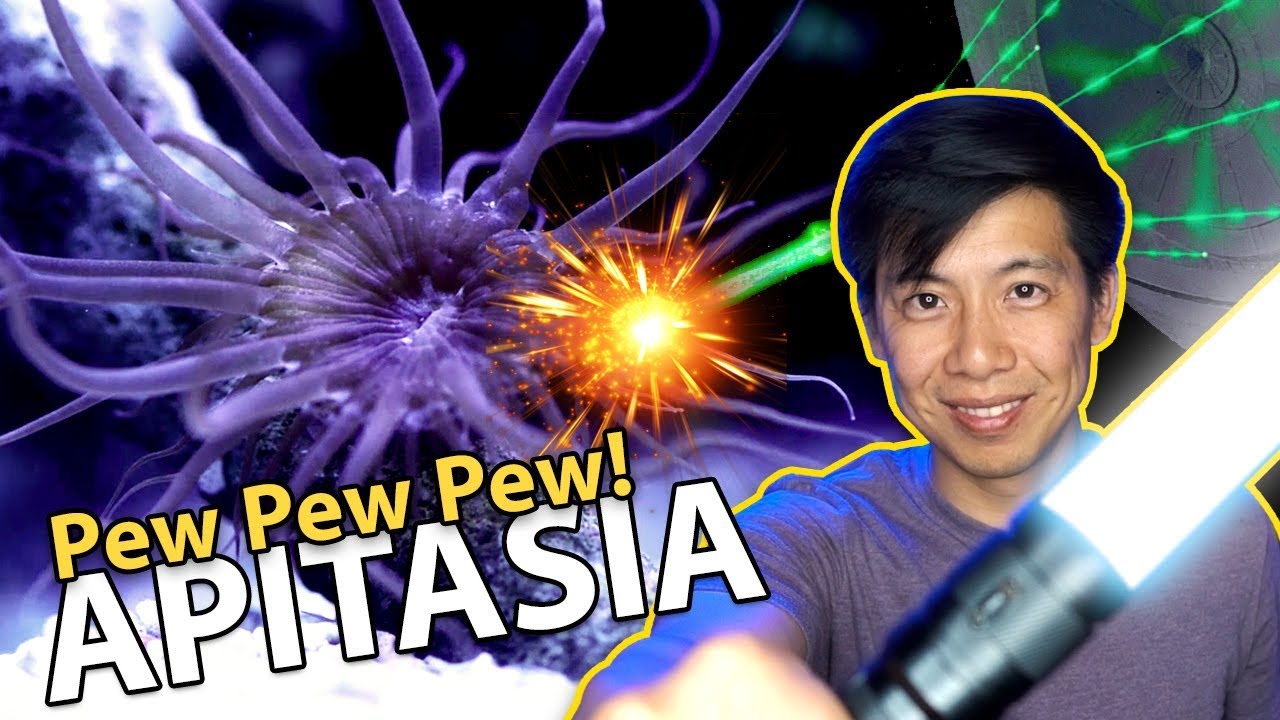Pew-Pew-Pew-ing Aiptasia!! {LASER TIME}