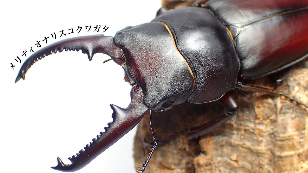 メリディオナリスコクワガタの成虫掘り出し結果【クワガタ飼育】