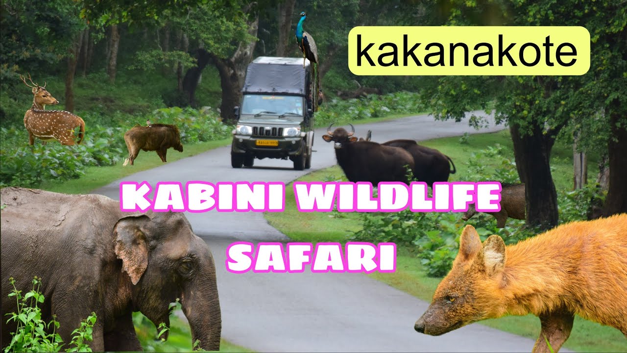Kakana Kote Safari | Nagarahole Bus Safari | Kabini Jungle Safari |