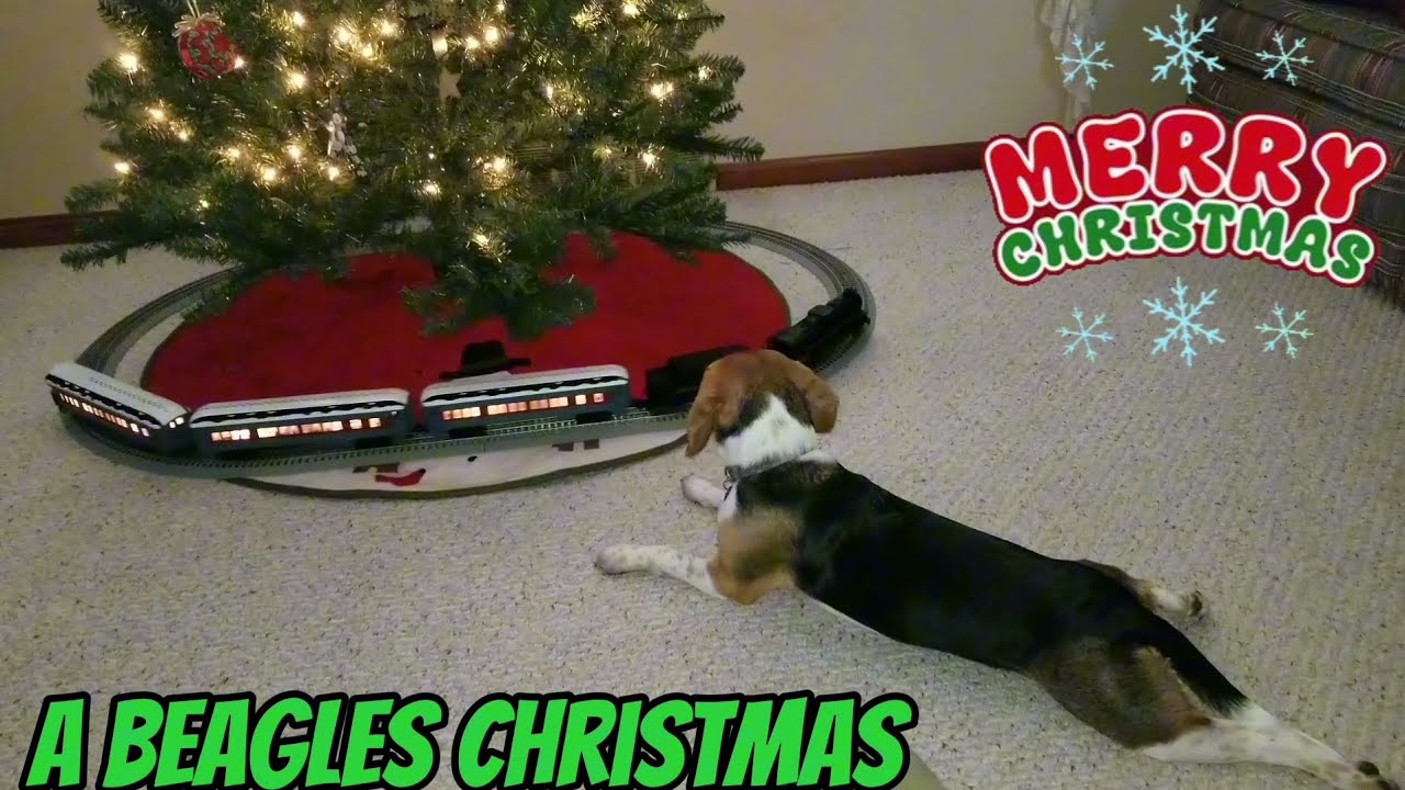Lionel Polar Express train set for a beagles Christmas present.🎁