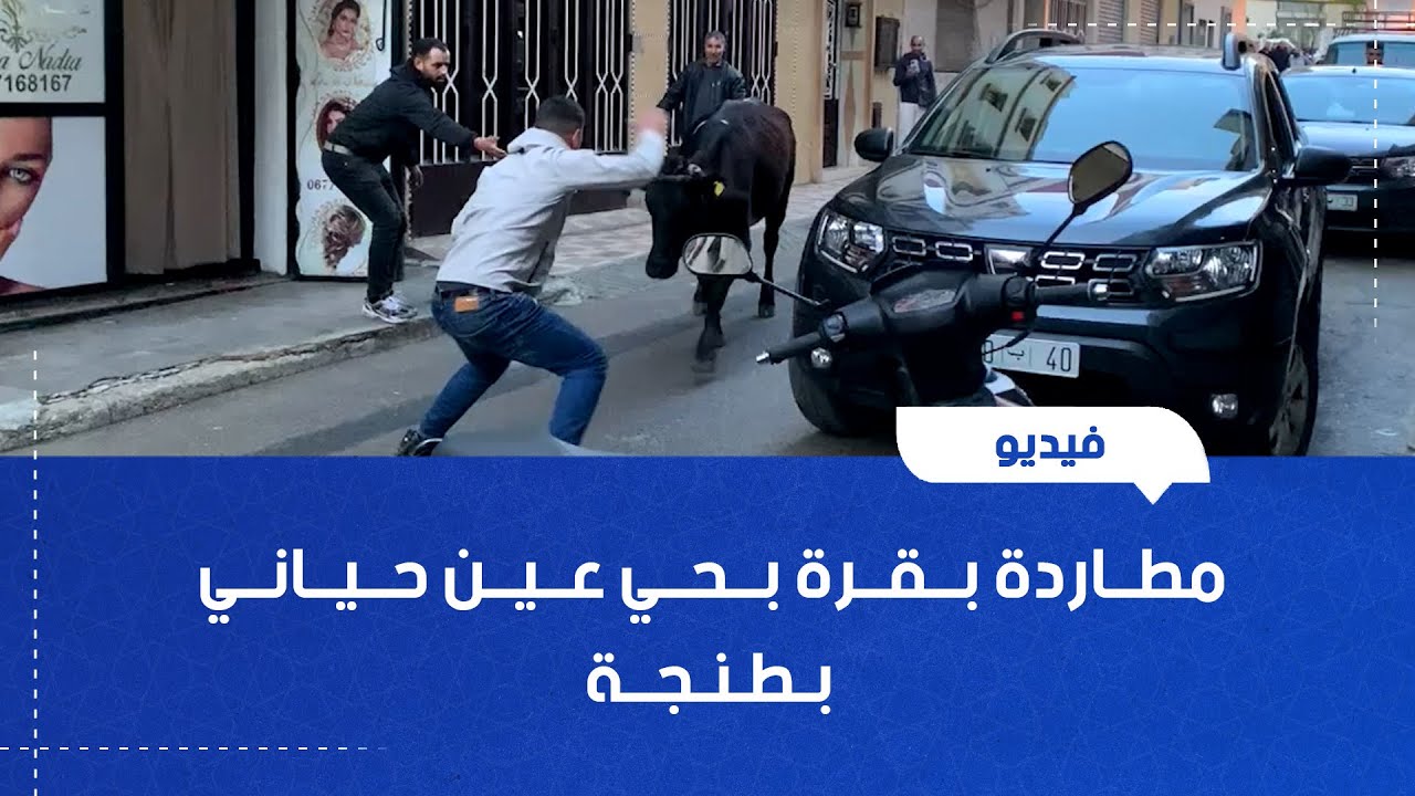مطاردة بقرة بحي عين حياني بطنجة