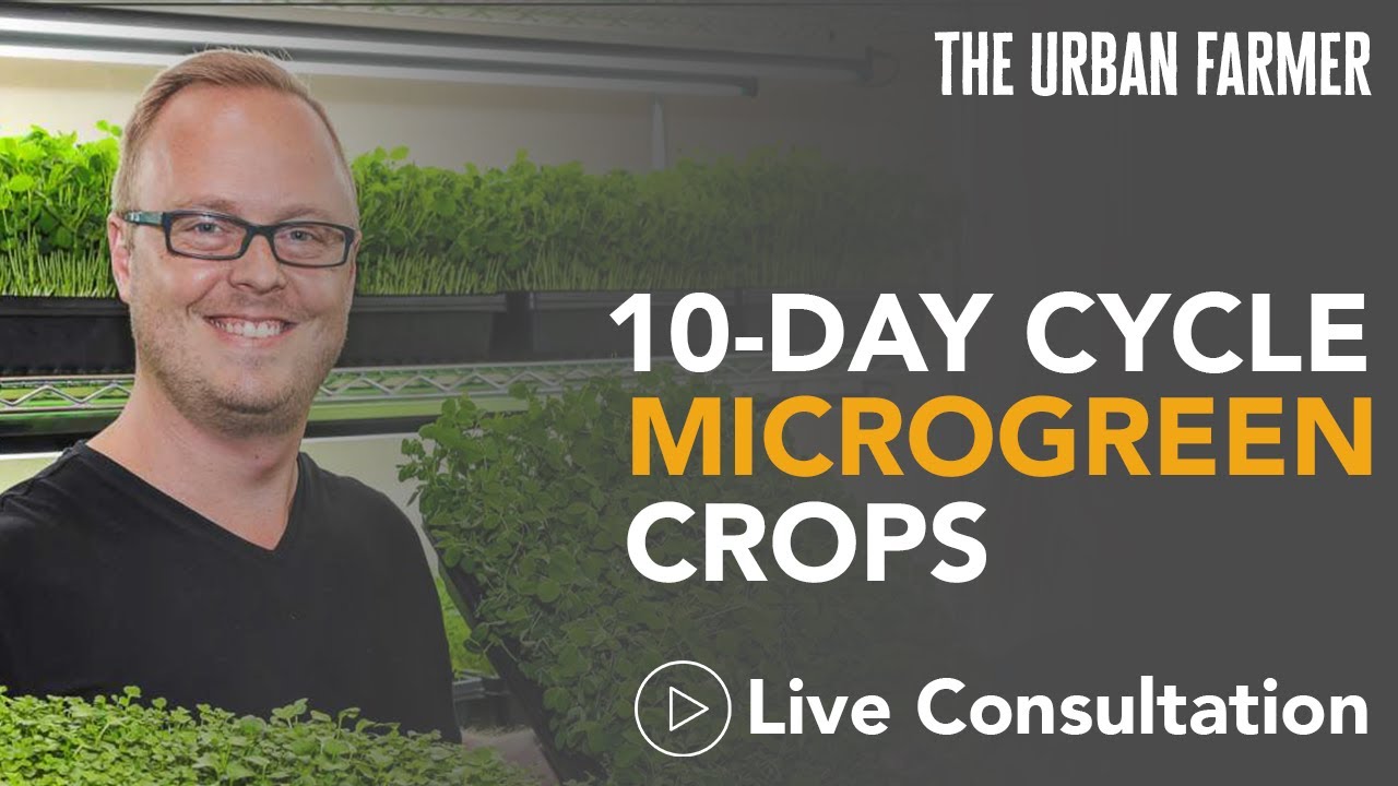 Best Microgreen Crops To Grow = 10 Day Cycle [ Real World Example - Listen In! ]