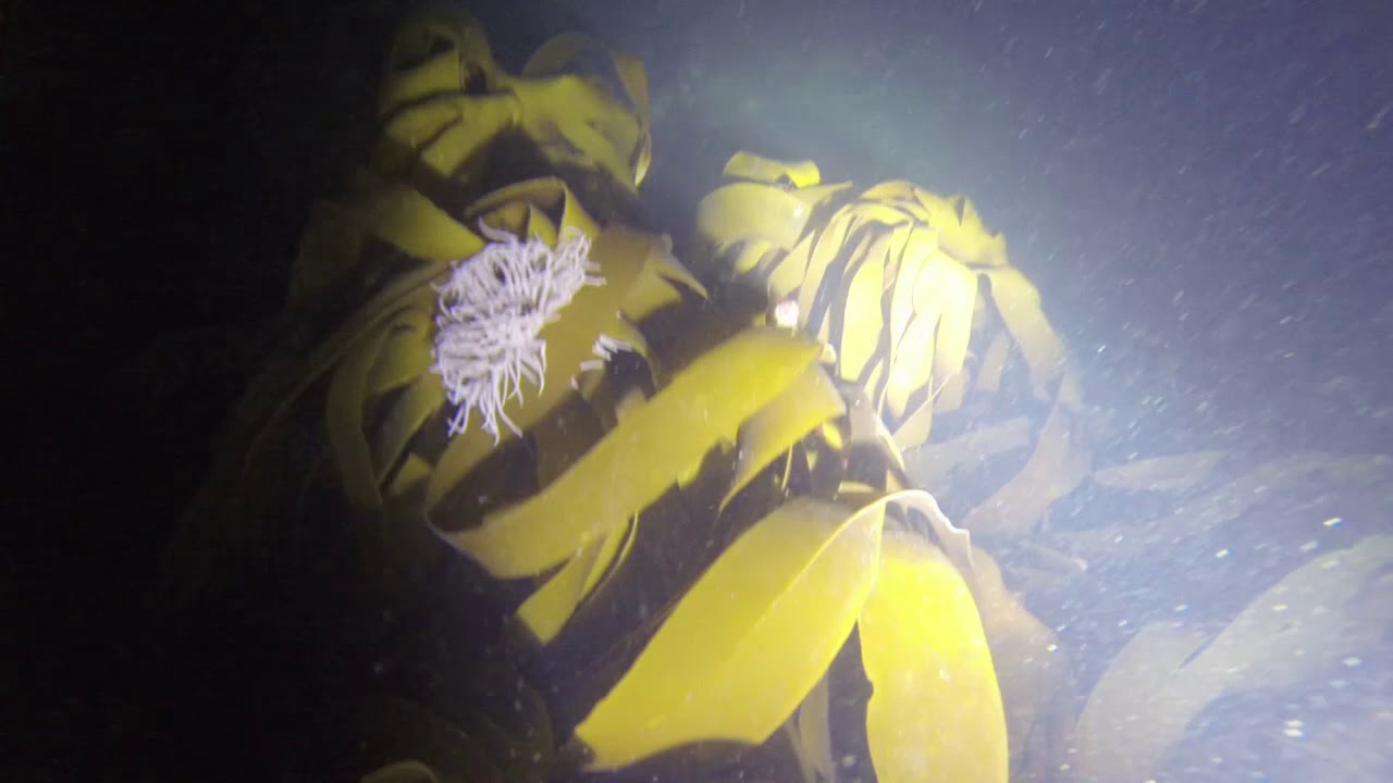 Portmellon Night Snorkel With Your Shore Beach Reangers