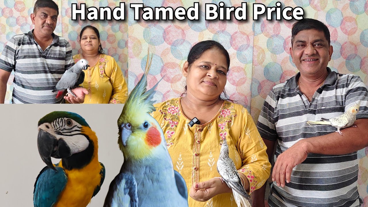 Hand Tame birds in Ahmedabad | Cockatiel, Sun Conure, African Grey | True Bird Lover Couple