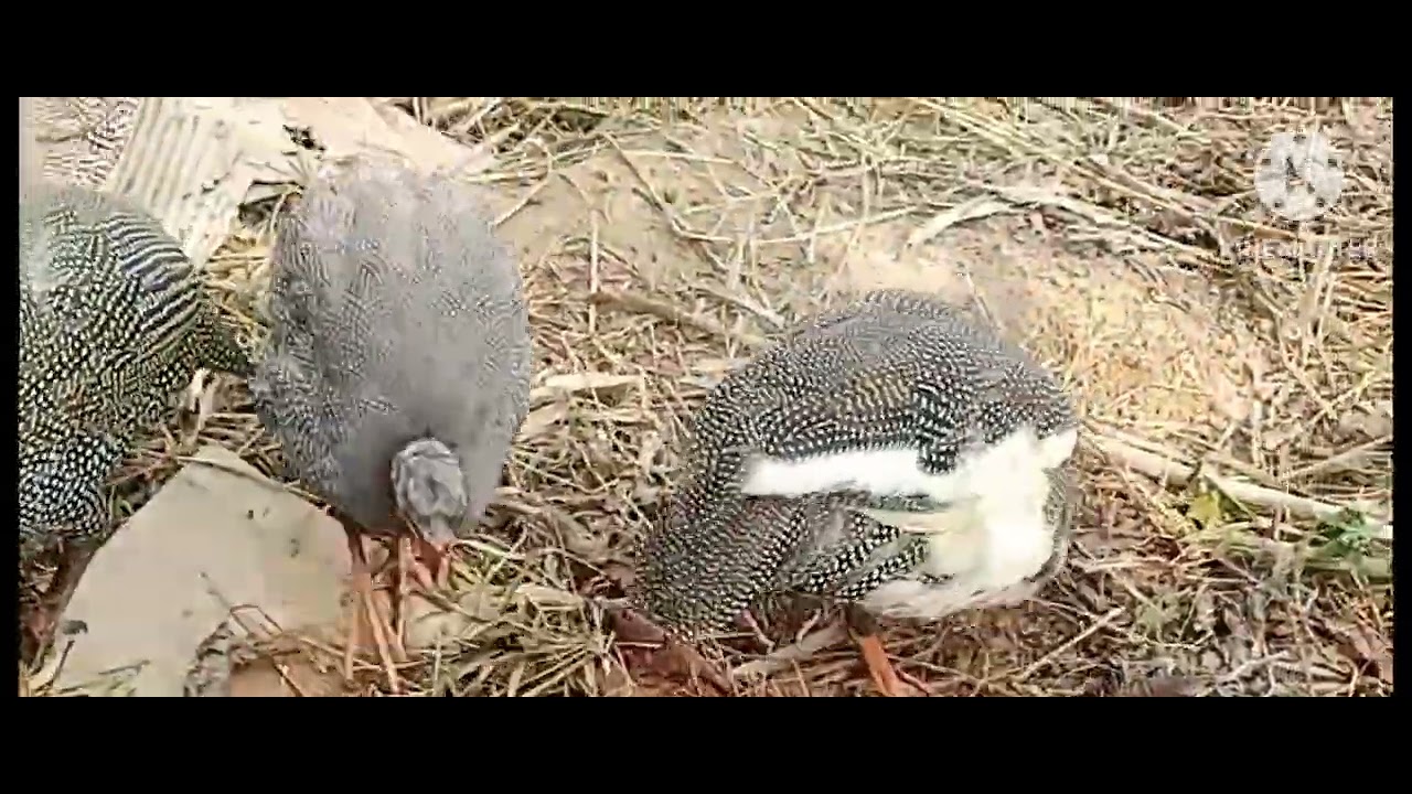 Guinea folw,💕💕💕💕💕💕##@@#💕💕