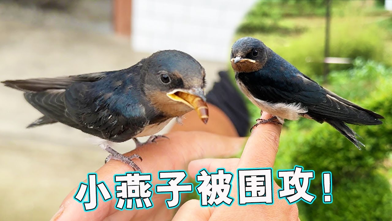 小燕子终于翱翔天空啦，可怜在天空被围攻，这也是野化的过程！【天下一场梦】