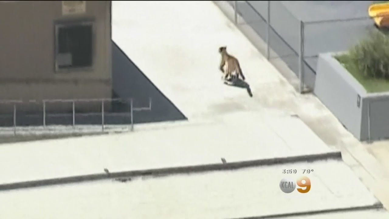 Mountain Lion Strolls Around Granada Hills Neighborhood