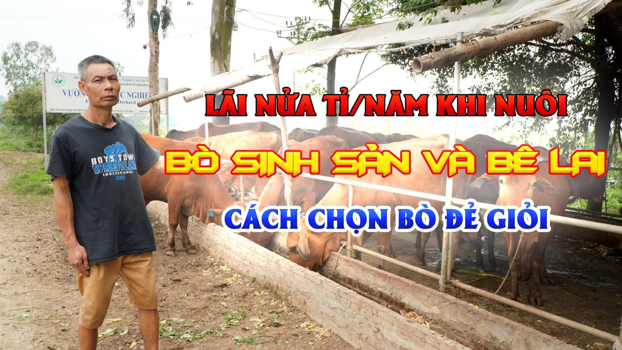 Trở thành triệu phú với mô hình nuôi bò lai sind sinh sản || Kỹ thuật chọn giống nuôi bò sinh sản