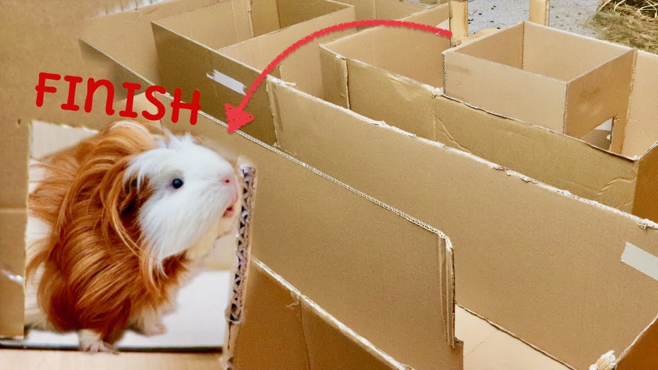 Giant Maze Labyrinth for Guinea Pigs. Can they Exit?