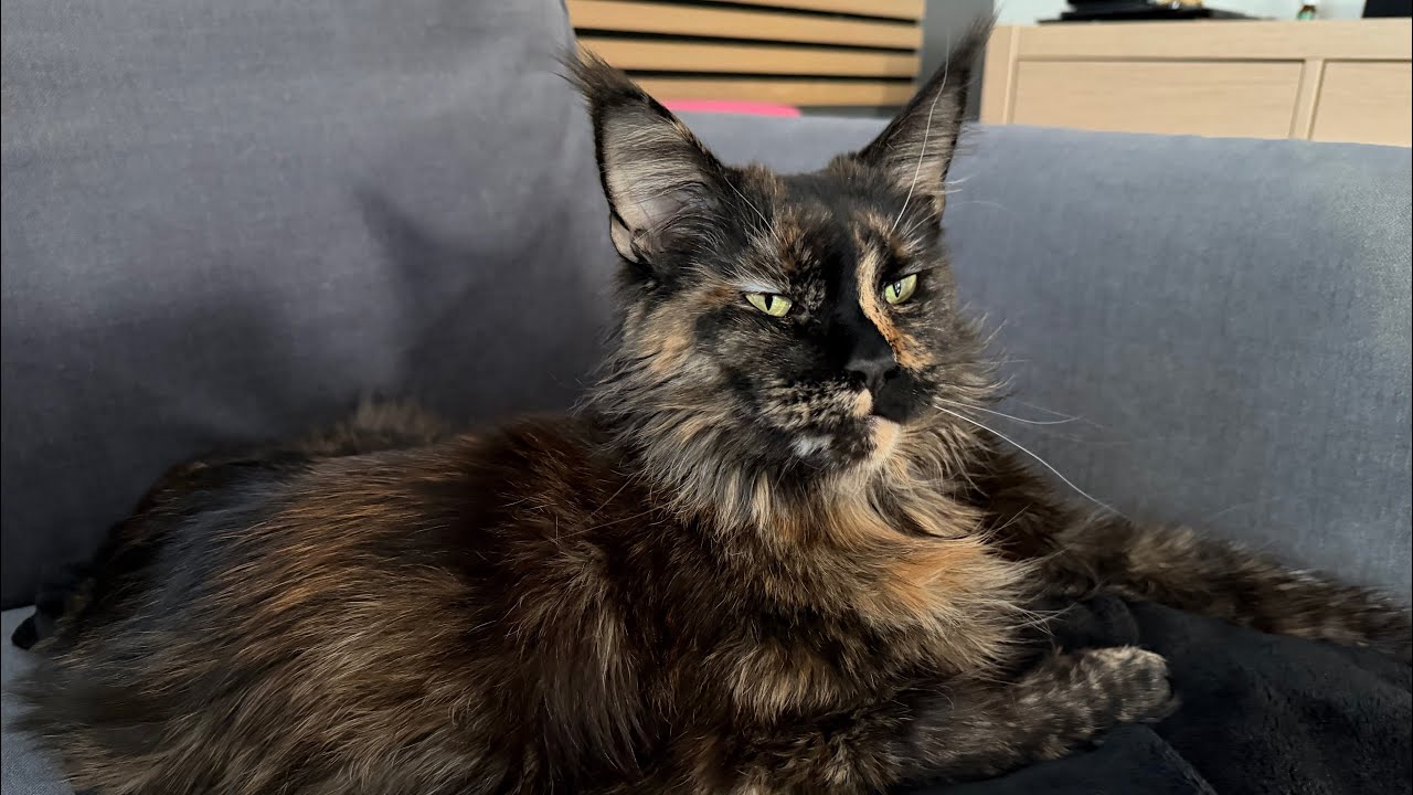 Mainecoon Cat chose me [ Nala Swedish Cat ] 