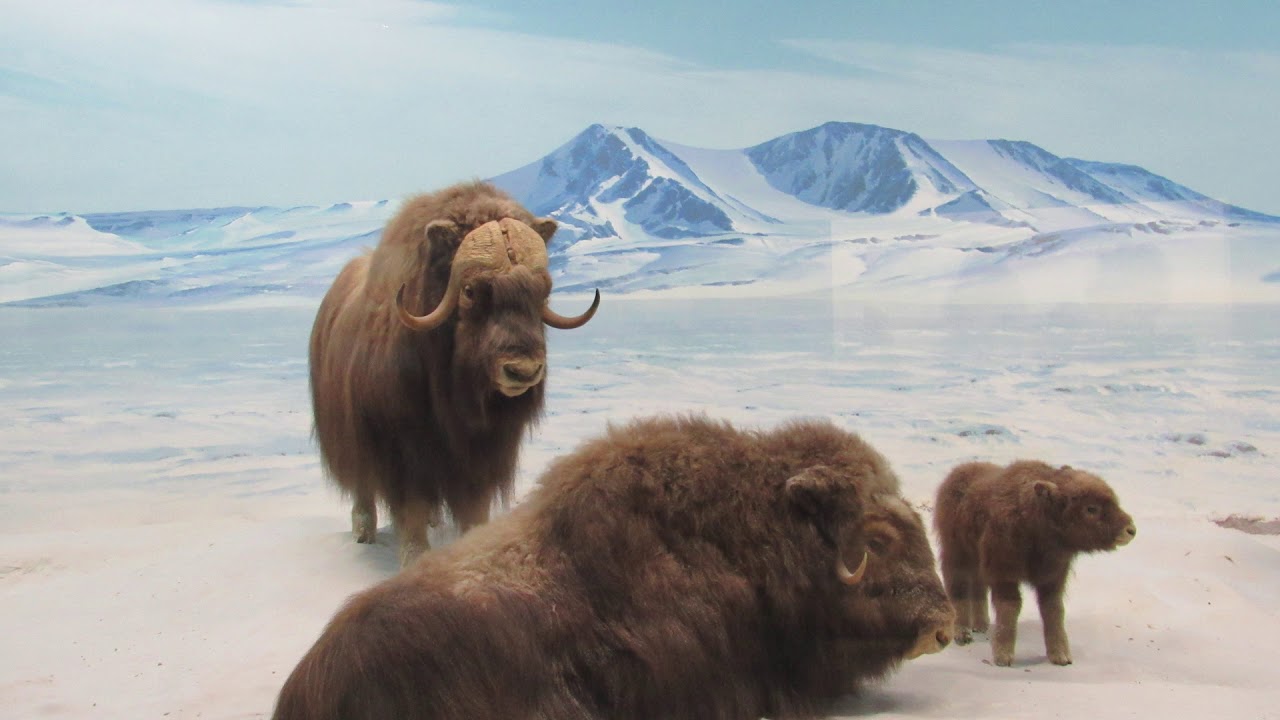 Natural History Museum - African and North American Animals Diorama Halls